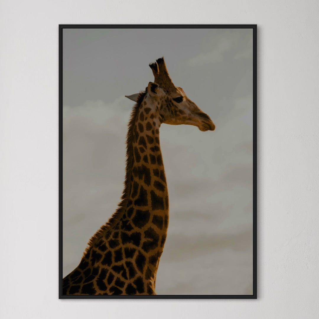 Giraffe Poster