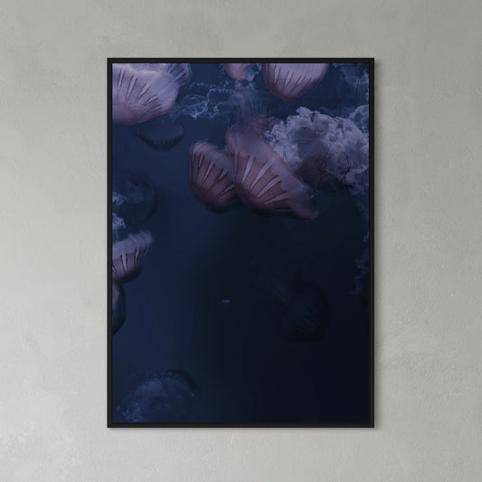 Silent Swimmers | Quallen