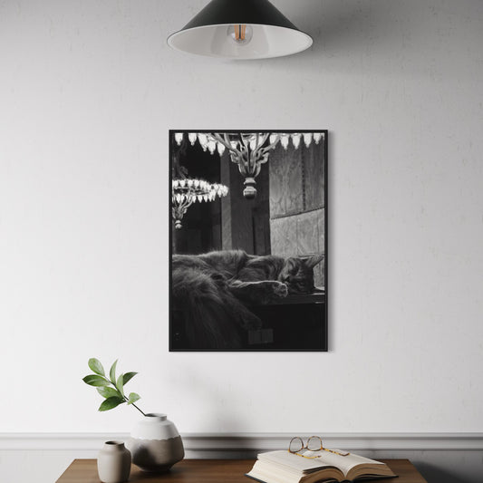 Cats of Istanbul no2