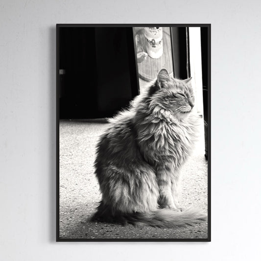 Cats of Istanbul no1