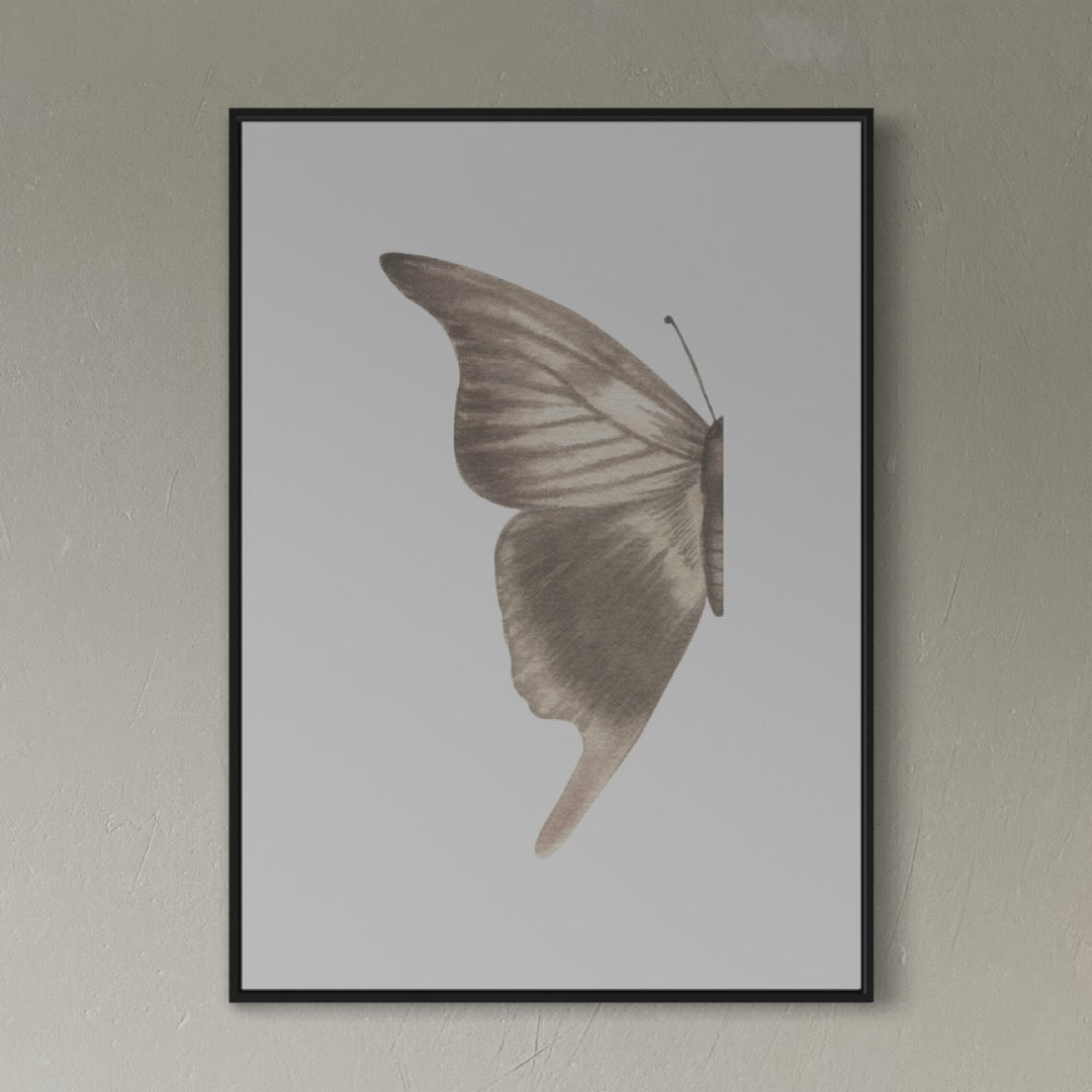 Butterfly no1