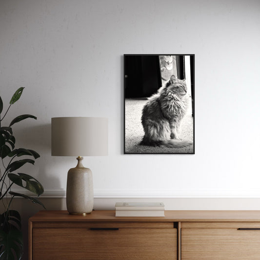 Cats of Istanbul no1