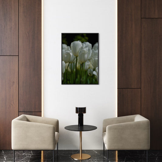 White Tulips Poster