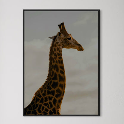Giraffe Poster