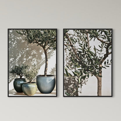2er-Set Olea Aurea | Olivenbaum Poster