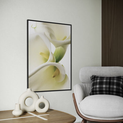 Calla Lilien Poster