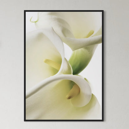 Calla Lilien Poster
