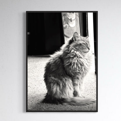 Cats of Istanbul no1