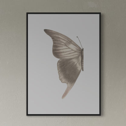 Butterfly no1