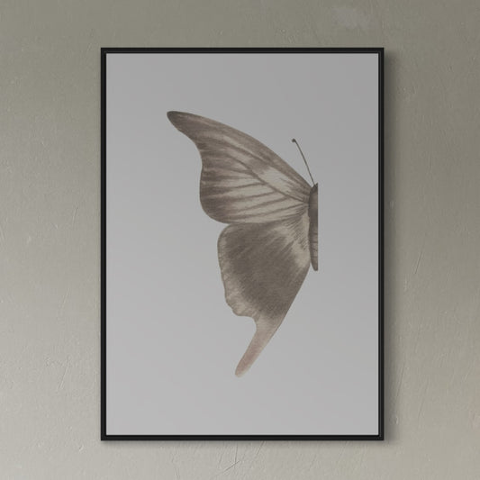 Butterfly no1
