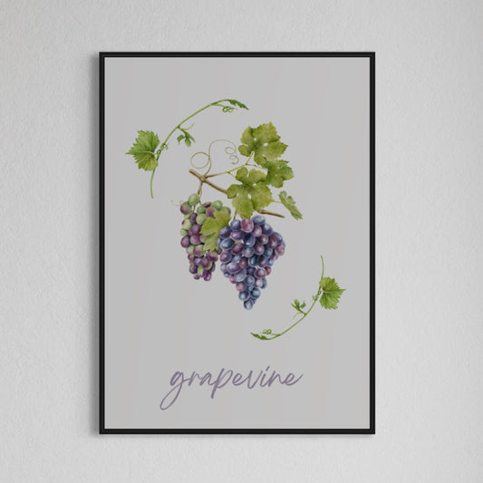 Grapevine - Weinrebe Poster