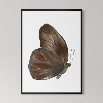 Butterfly no4