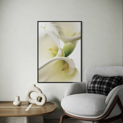Calla Lilien Poster