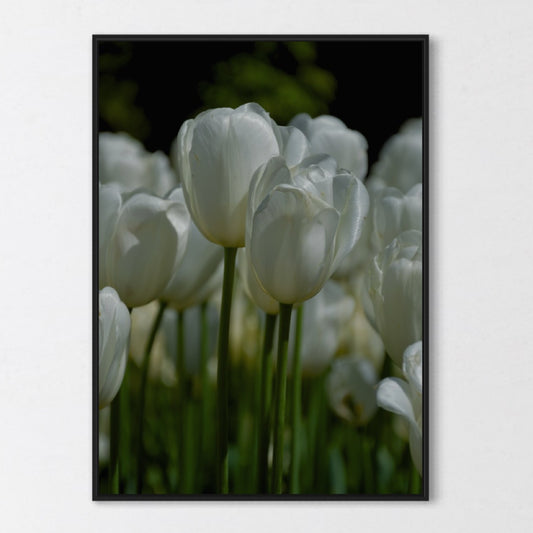 White Tulips Poster