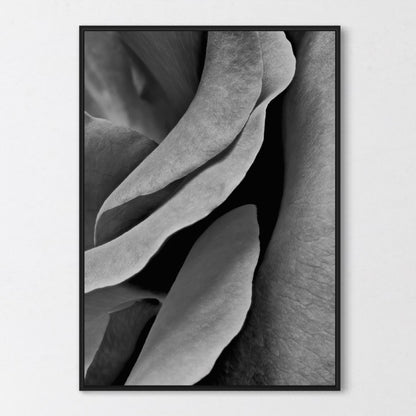 Rose petals Poster